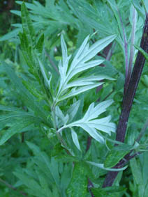 Artemisia vulgaris